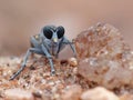 Gray Gnat Ogre On Sand 1