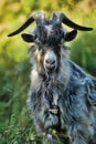 Gray goat