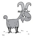 Gray goat with big horns