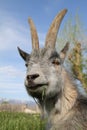 Gray goat eating grass close-up