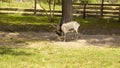 Goats graze on the lawn of the farm