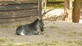 Goats graze on the lawn of the farm