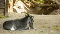 Goats graze on the lawn of the farm