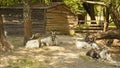 Goats graze on the lawn of the farm