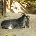 Goats graze on the lawn of the farm