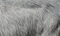 Gray goat fur background Royalty Free Stock Photo