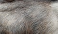 Gray goat fur background Royalty Free Stock Photo