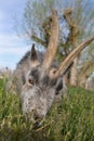 Gray goat grazing on grass close up