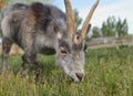 Gray goat grazing green grass close up