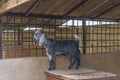 Gray goat standing in a cage Royalty Free Stock Photo