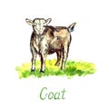 Gray goat standing on green meadow, hand painted watercolor illustration design element