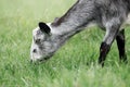 Gray goat with a white face and black legs grazes on a green meadow Royalty Free Stock Photo