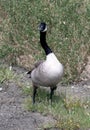 Gray Goose Royalty Free Stock Photo