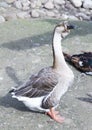 Gray goose Royalty Free Stock Photo
