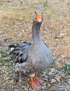Gray goose Royalty Free Stock Photo