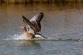 Gray goose anser anser landing on water surface, drops, splash