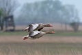 Gray goose Anser anser. Two flying birds over a lake with reeds