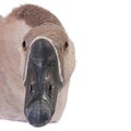 Gray goose closeup Royalty Free Stock Photo