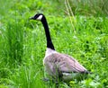 Gray goose domesticates . Royalty Free Stock Photo