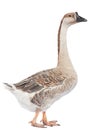 Gray goose Royalty Free Stock Photo