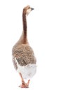 Gray goose Royalty Free Stock Photo