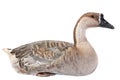 Gray goose