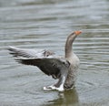 Gray Goose Royalty Free Stock Photo