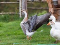 Gray goose flaps its wings Royalty Free Stock Photo