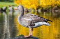 Gray Goose Royalty Free Stock Photo