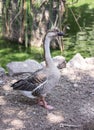 Gray goose leisurely walks along the pond