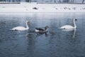 Two mute swans and a gray goose in the river. Royalty Free Stock Photo