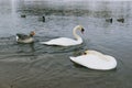 Two mute swans and a gray goose in the river. Royalty Free Stock Photo