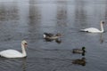 A gray goose, two mute swans and a mallard swim in the river. Royalty Free Stock Photo
