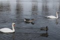 Mute swans, gray goose and mallards swim in the river. Royalty Free Stock Photo