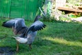 Gray goose quacking walking in the yard with spread wings