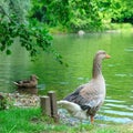 A gray goose stands on the bank of a pond in a garden