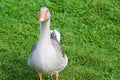 Gray goose stands in green meadow