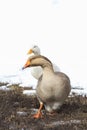 Gray goose walking in grass and snow Royalty Free Stock Photo