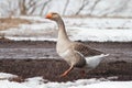 Gray goose walking in grass and snow Royalty Free Stock Photo