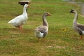 A gray goose walks across the grass