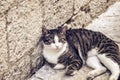 A gray graceful cat lies on an old street in Kotor. Kotor is a city of cats Royalty Free Stock Photo