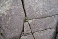 Gray granite bedrock background with abstract cracks and tiny flowering weed