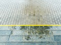 Gray granite staircase with reflection of tree, and wet pavement after rain Royalty Free Stock Photo