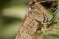 Gray grasshoper eating grass. Real macro