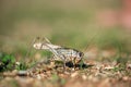 Gray grasshoper macro Royalty Free Stock Photo