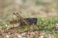 Gray grasshoper macro Royalty Free Stock Photo