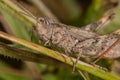 Gray grasshoper macro Royalty Free Stock Photo