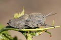 Gray grasshopper