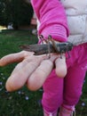 Gray grasshopper on child hand