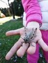 Gray grasshopper on child hand